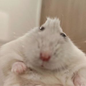 Meet your Posher, Johnny